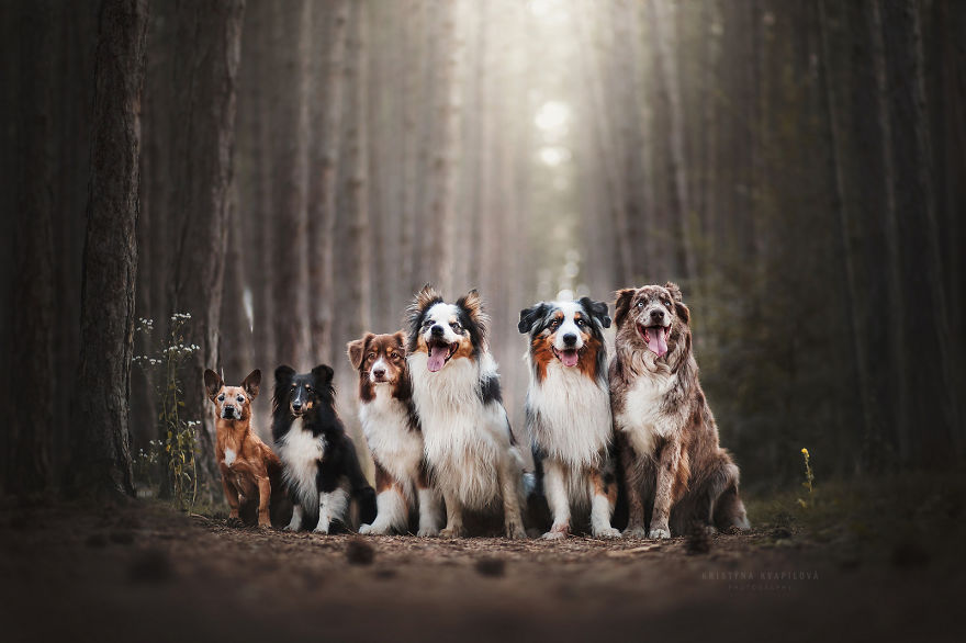 The Best Dog Photos I Have Ever Captured By Kristyna Kvapilova