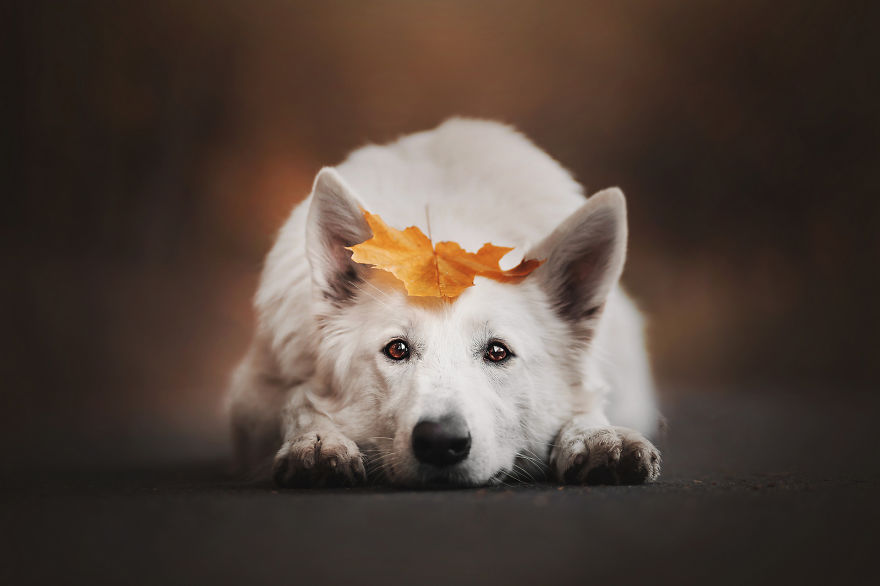 The Best Dog Photos I Have Ever Captured By Kristyna Kvapilova