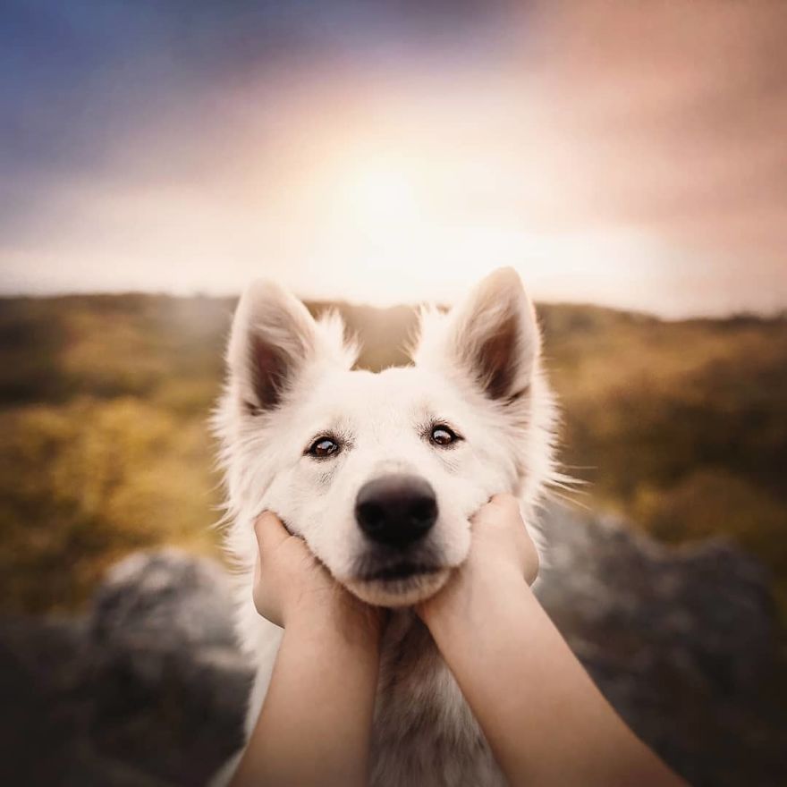 The Best Dog Photos I Have Ever Captured By Kristyna Kvapilova