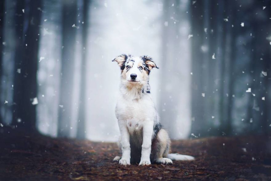 The Best Dog Photos I Have Ever Captured By Kristyna Kvapilova