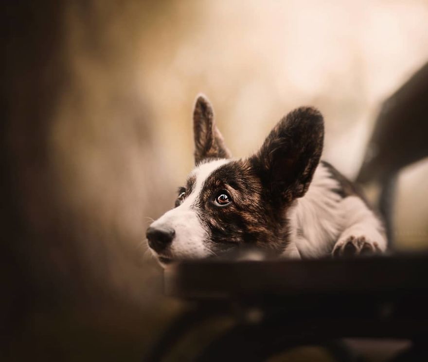 The Best Dog Photos I Have Ever Captured By Kristyna Kvapilova