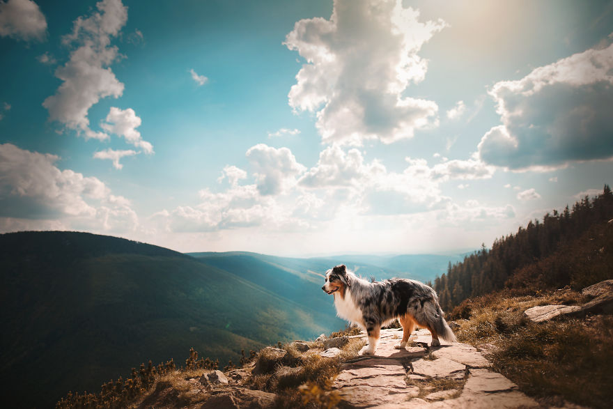 The Best Dog Photos I Have Ever Captured By Kristyna Kvapilova