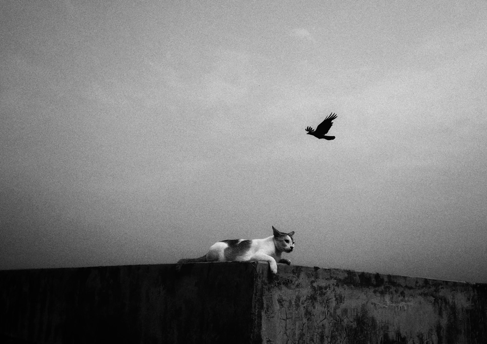 Cats Photo Series By Akash Das Abir