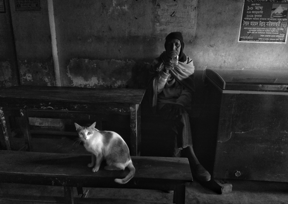 Cats Photo Series By Akash Das Abir