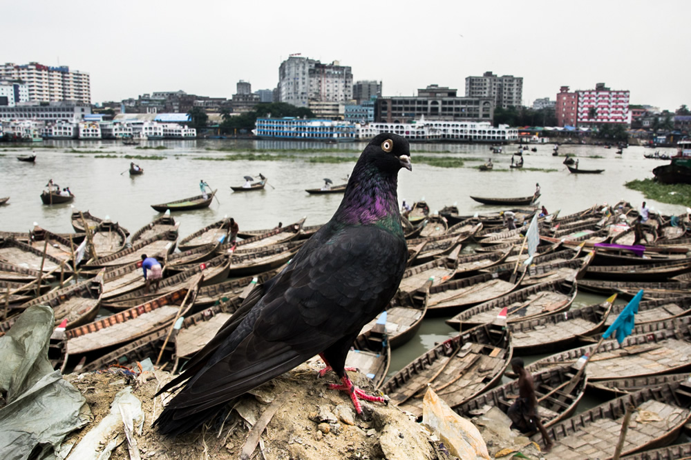 Co Existence: Street Photography Series By Md. Enamul Kabir