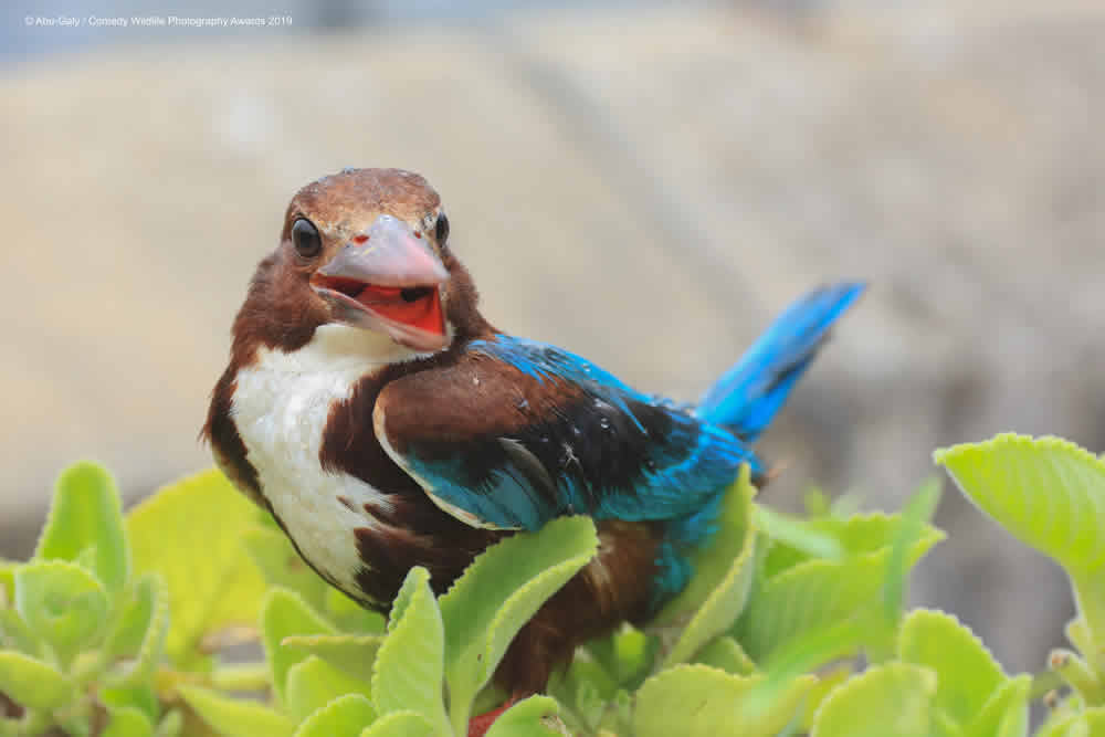 Best Entries (So Far) Of Comedy Wildlife Photography Awards 2019