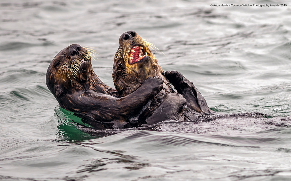 Best Entries (So Far) Of Comedy Wildlife Photography Awards 2019