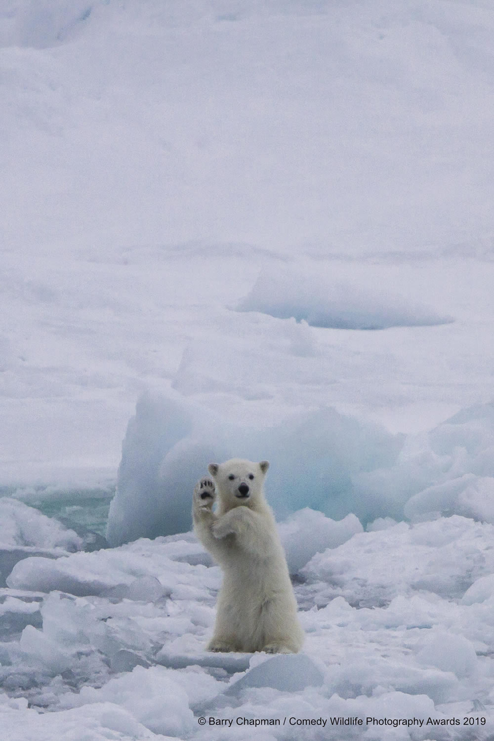 Best Entries (So Far) Of Comedy Wildlife Photography Awards 2019