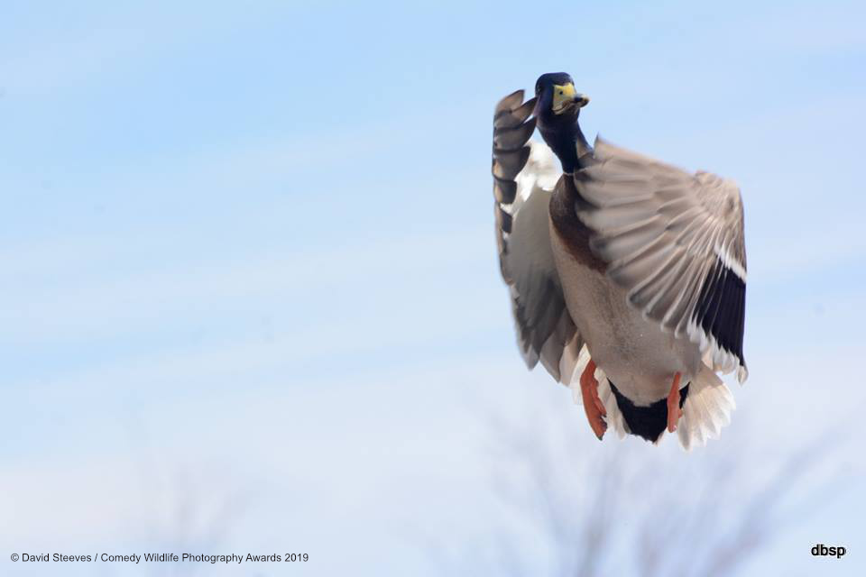 Best Entries (So Far) Of Comedy Wildlife Photography Awards 2019