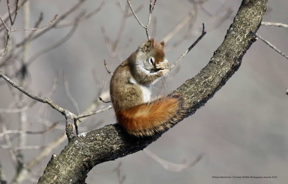 Best Entries (So Far) Of Comedy Wildlife Photography Awards 2019