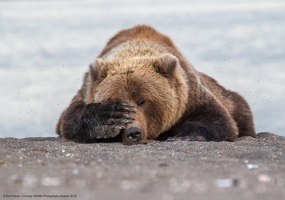 Best Entries (So Far) Of Comedy Wildlife Photography Awards 2019