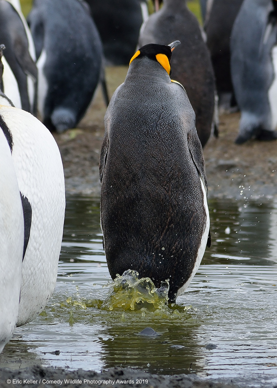 Best Entries (So Far) Of Comedy Wildlife Photography Awards 2019