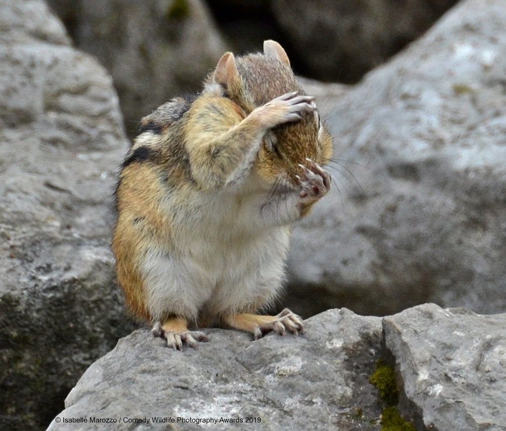 Best Entries (So Far) Of Comedy Wildlife Photography Awards 2019