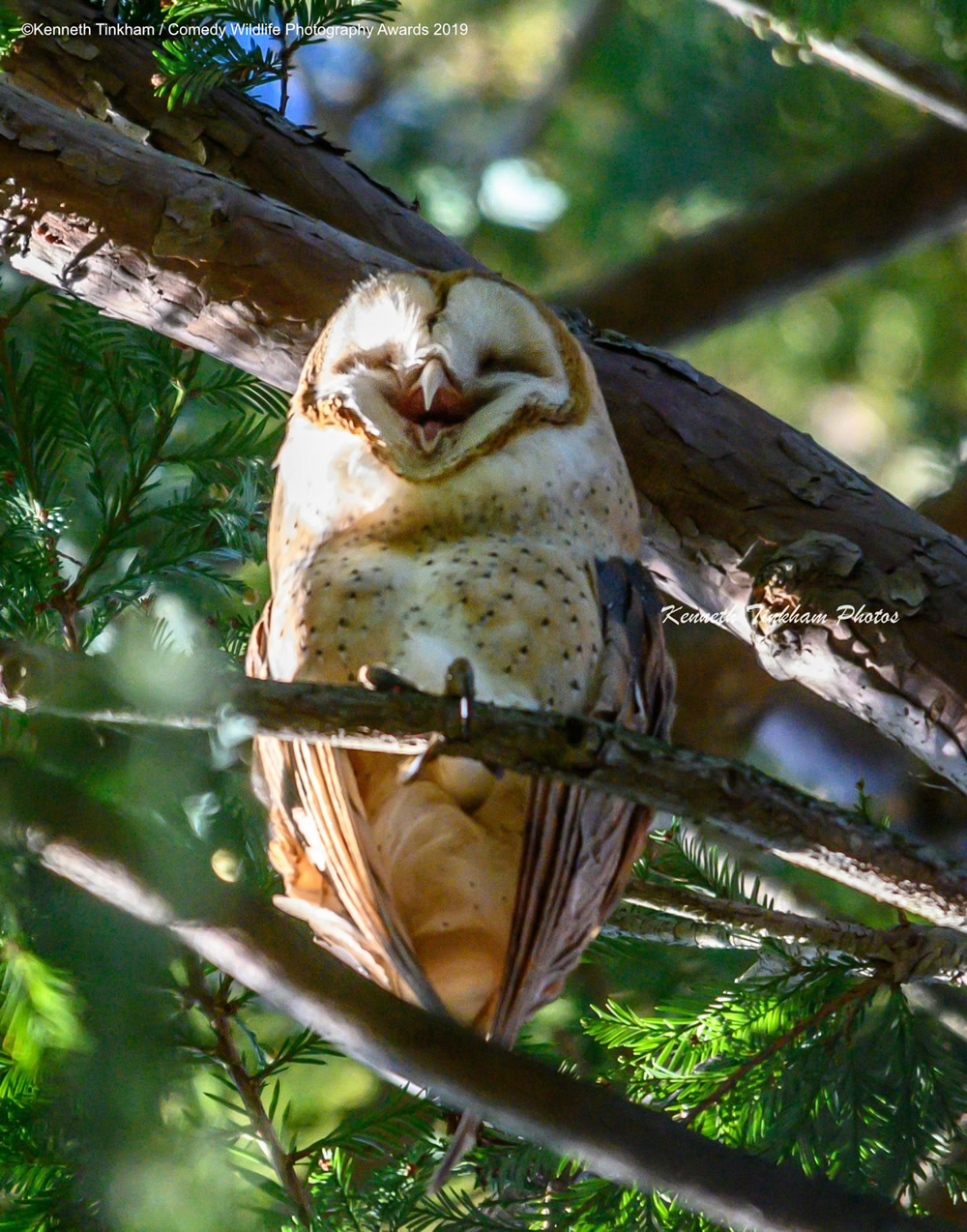 Best Entries (So Far) Of Comedy Wildlife Photography Awards 2019