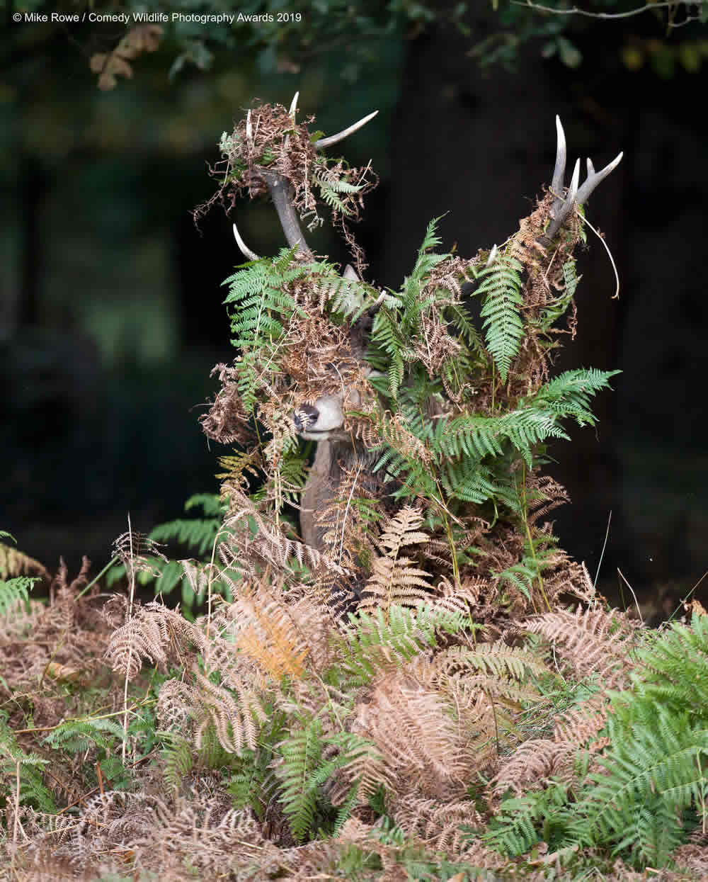 Best Entries (So Far) Of Comedy Wildlife Photography Awards 2019