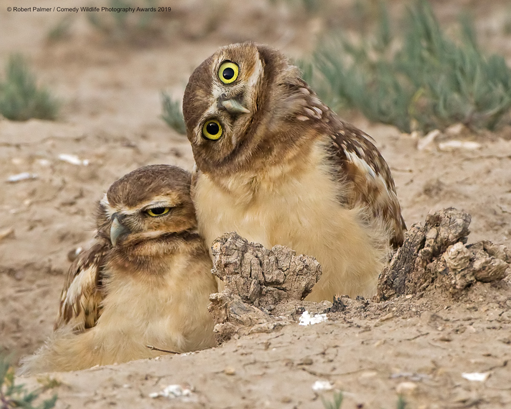 Best Entries (So Far) Of Comedy Wildlife Photography Awards 2019