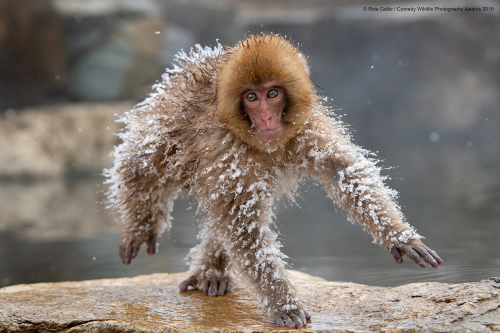 Best Entries (So Far) Of Comedy Wildlife Photography Awards 2019