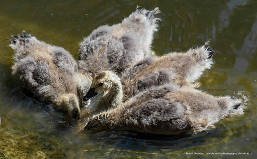 Best Entries (So Far) Of Comedy Wildlife Photography Awards 2019