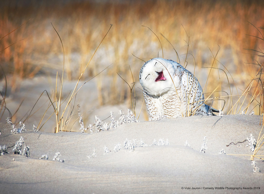 Best Entries (So Far) Of Comedy Wildlife Photography Awards 2019