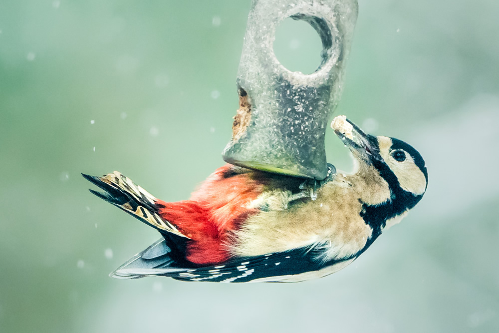 A not-very-natural natural history photograph. Photography judges don't like to see birds on garden feeders.