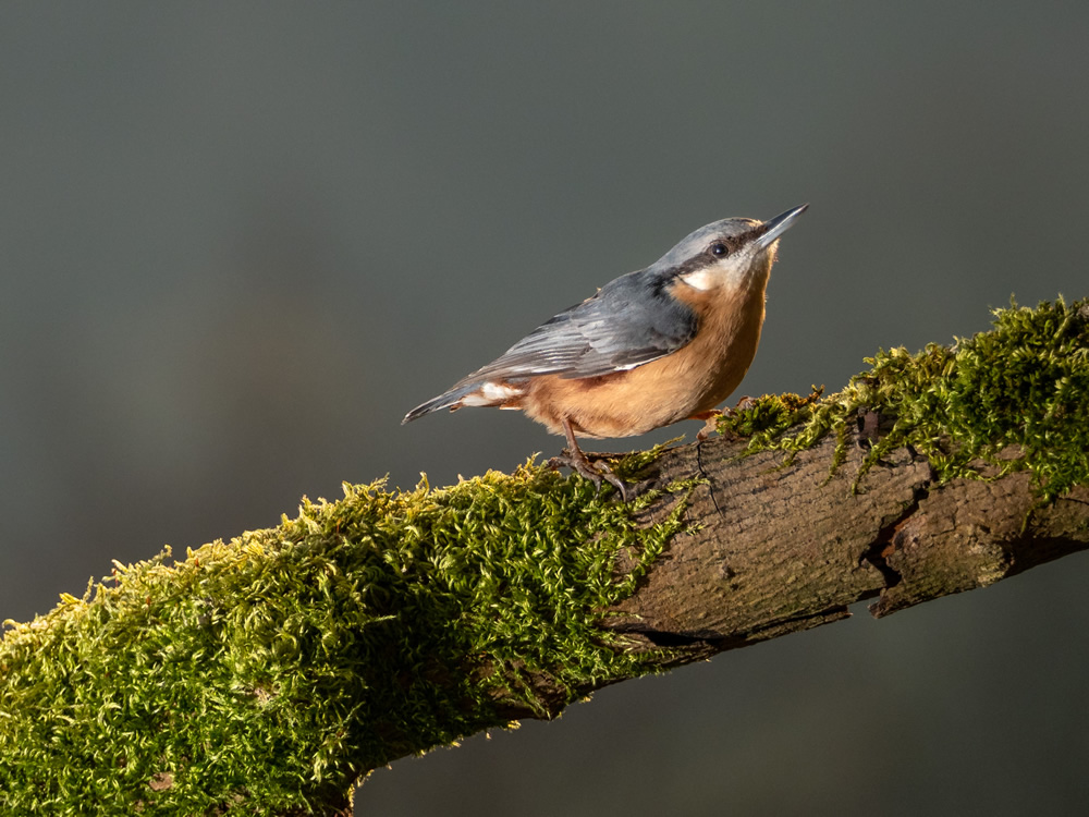 Nuthatch