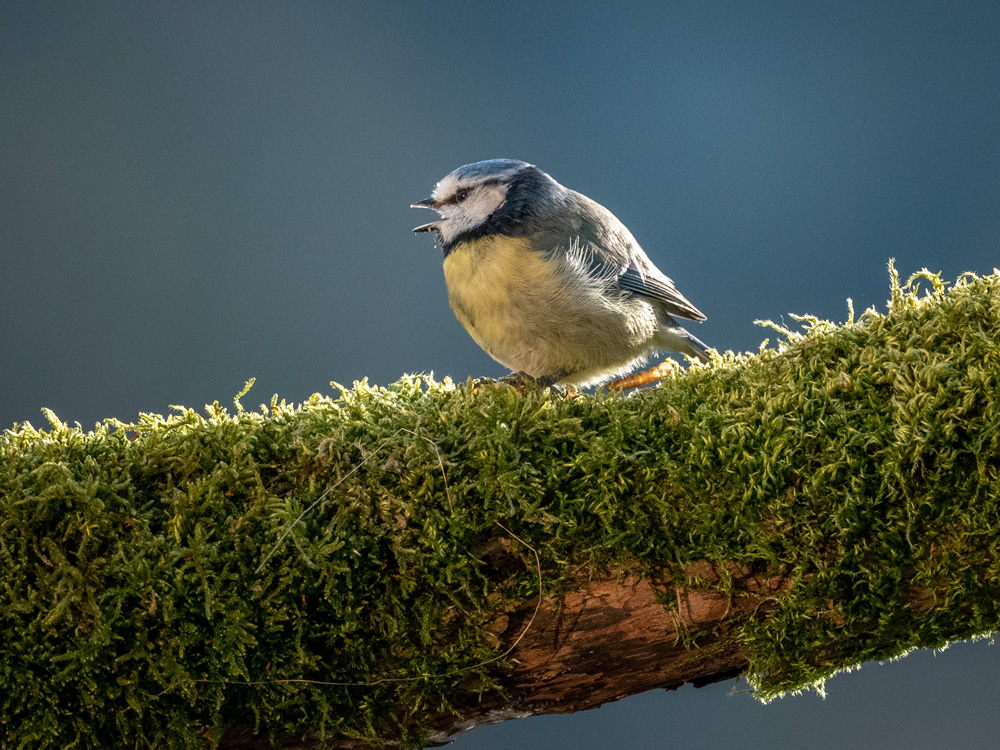 Blue tit