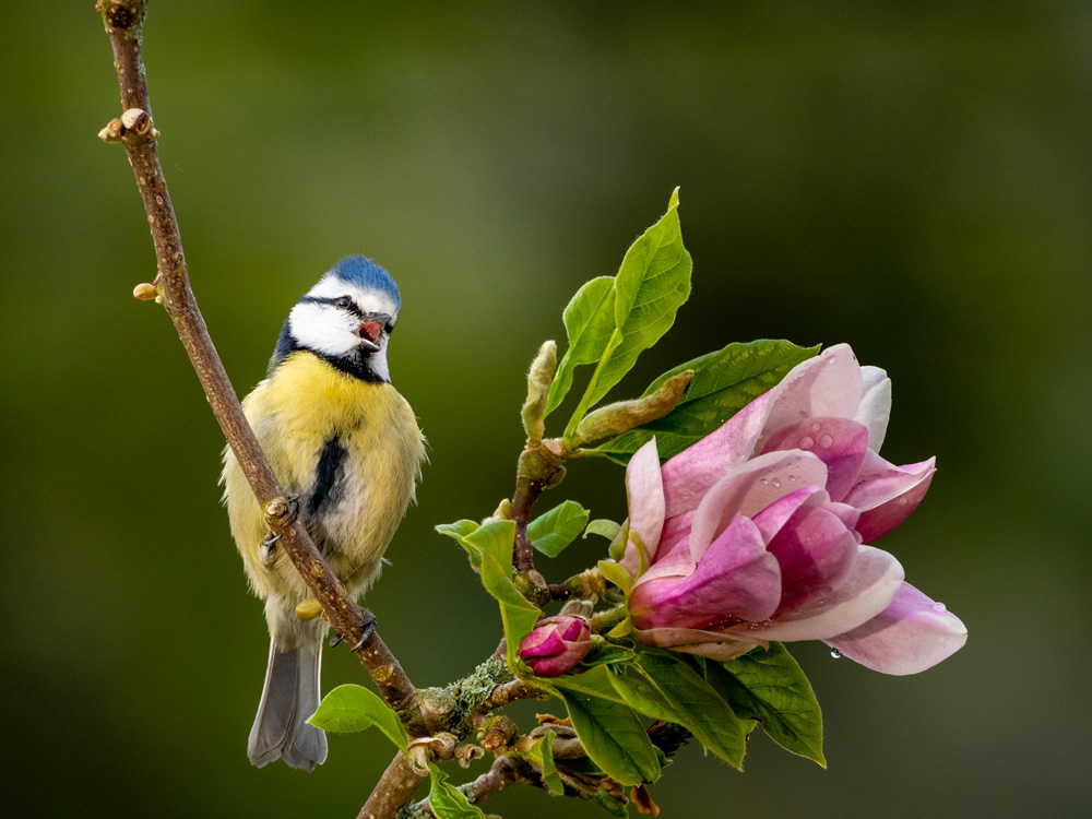 Blue tit on magnolia blooms