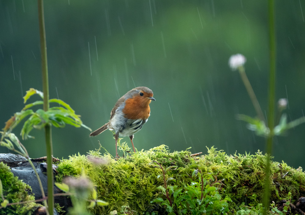 Depressed robin wondering if the rain will ever stop