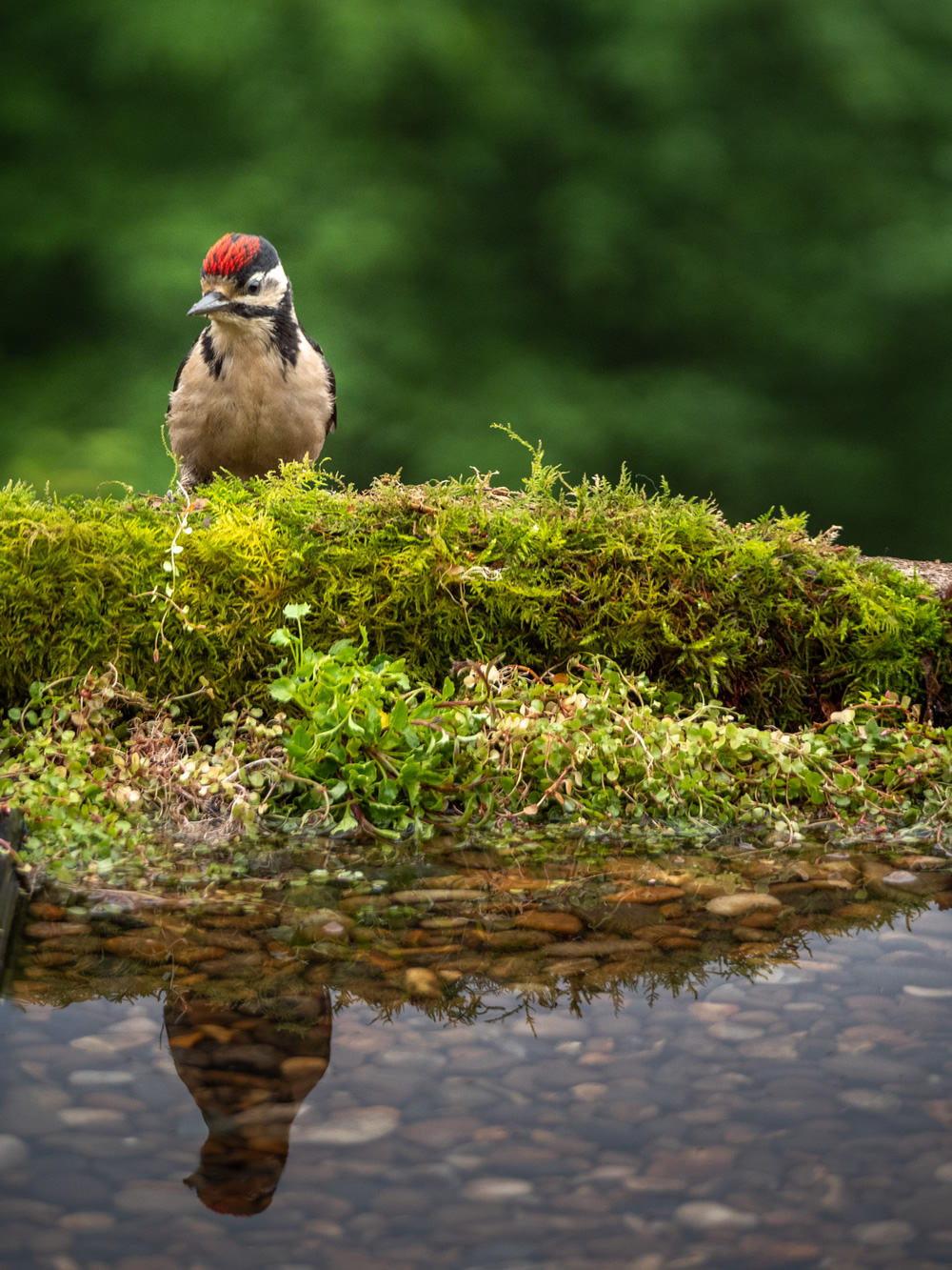 Woodpecker