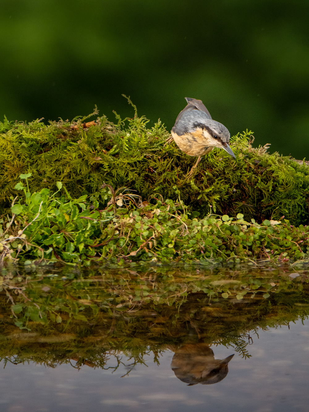 Nuthatch