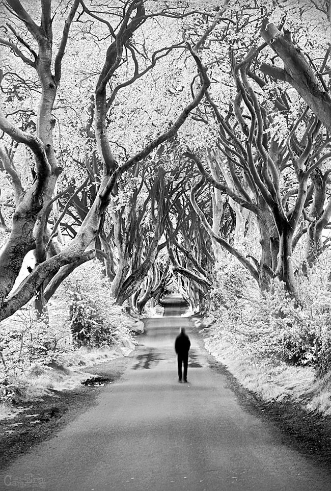 The Dark Hedges, Northern Ireland