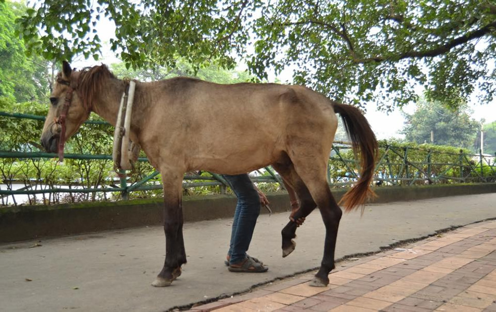 Animals On Street: Winners And Honorable Mentions Of In-Street July 2019 Contest