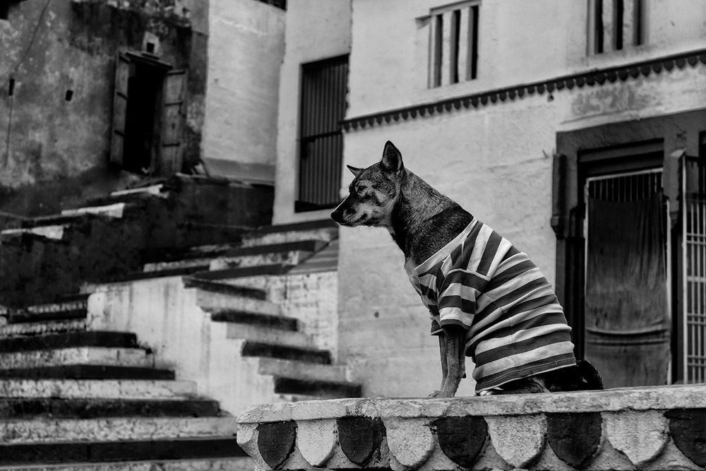 Animals On Street: Winners And Honorable Mentions Of In-Street July 2019 Contest