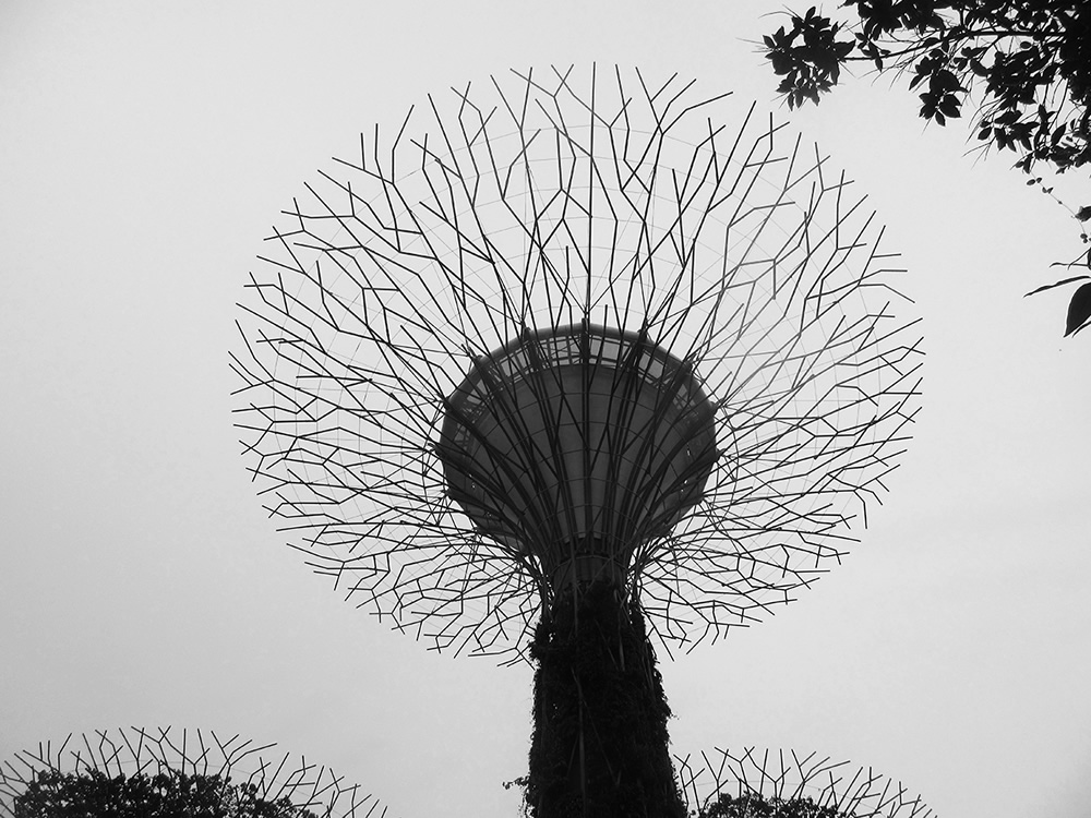 Logan Ashton Ireland - The 10-Year-Old Prodigy And His Incredible Tree Photograph