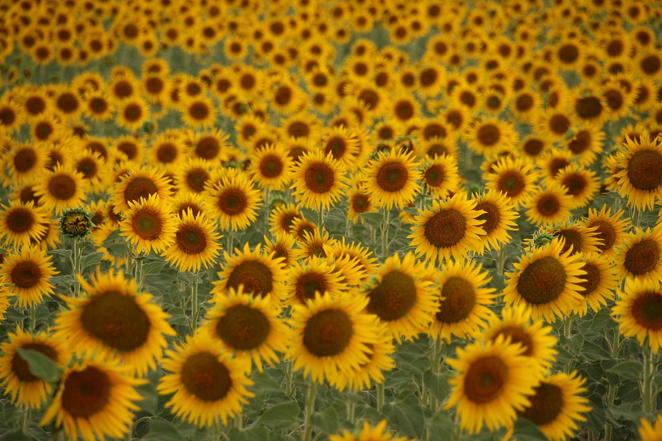 #7 Campos de girasoles