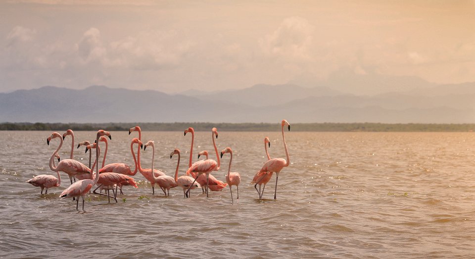 Flamingos