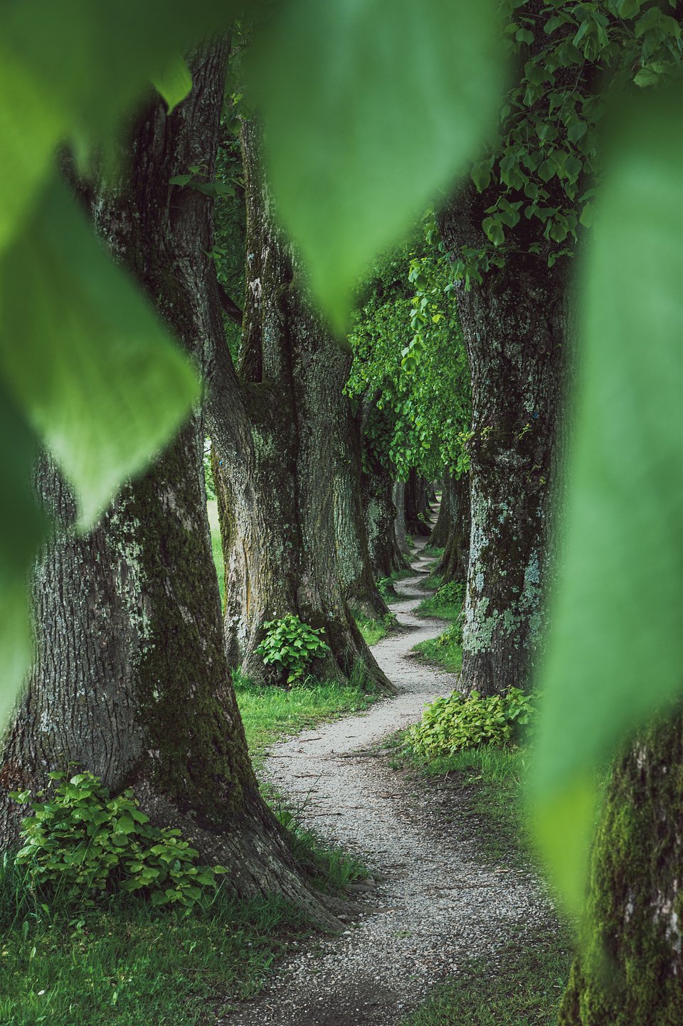 Never ending winding path