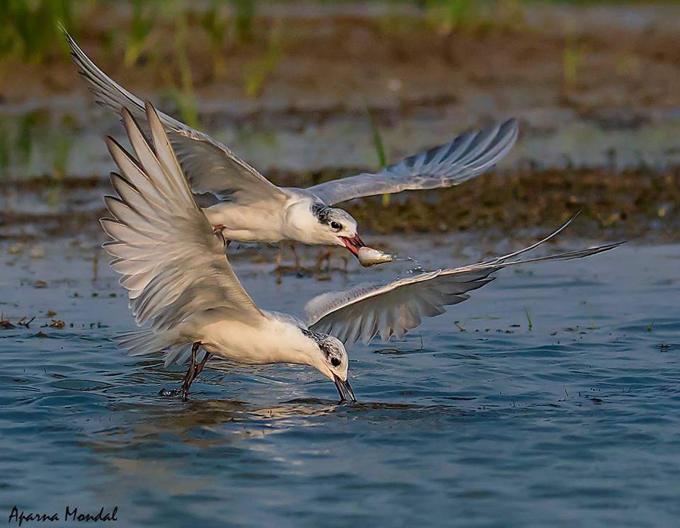 The Best 100 Photographs Of The February 2019 On World Photographic Forum FB Group