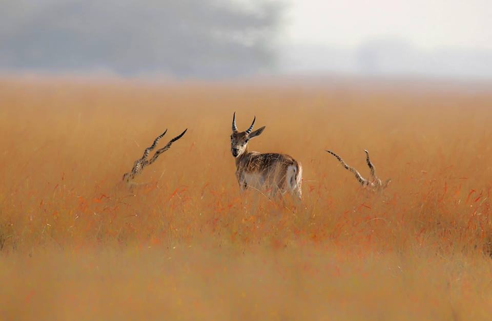 The Best 100 Photographs Of The February 2019 On World Photographic Forum FB Group