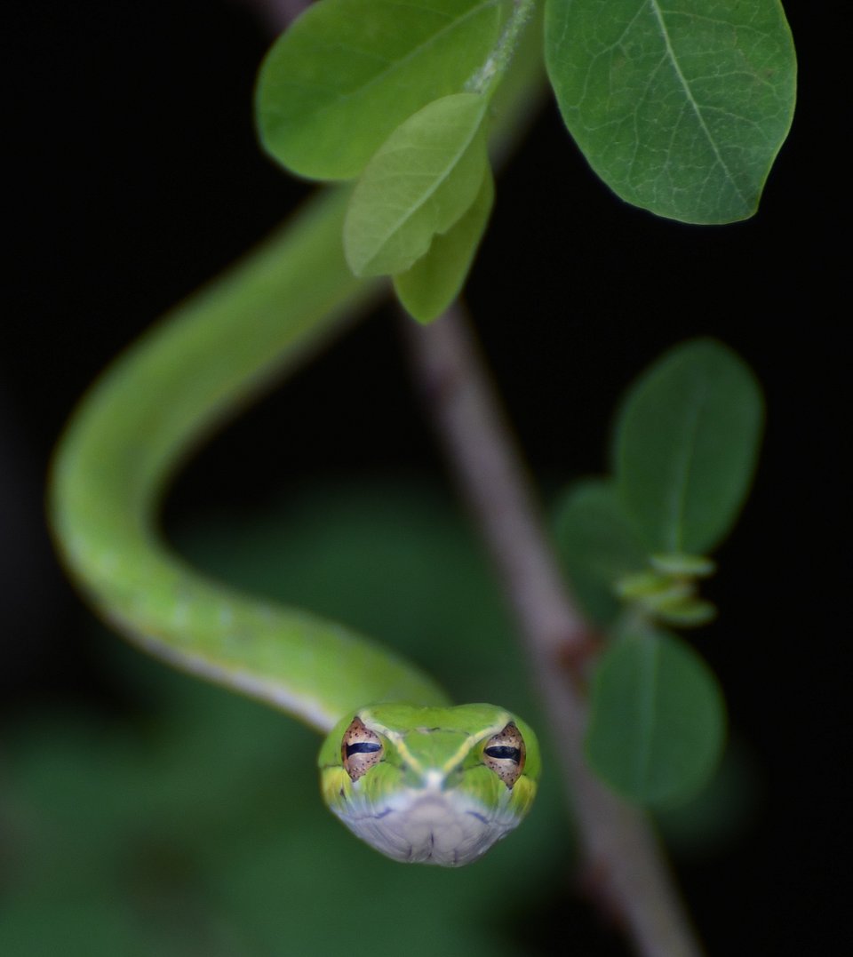 Nature can be found in the greenery