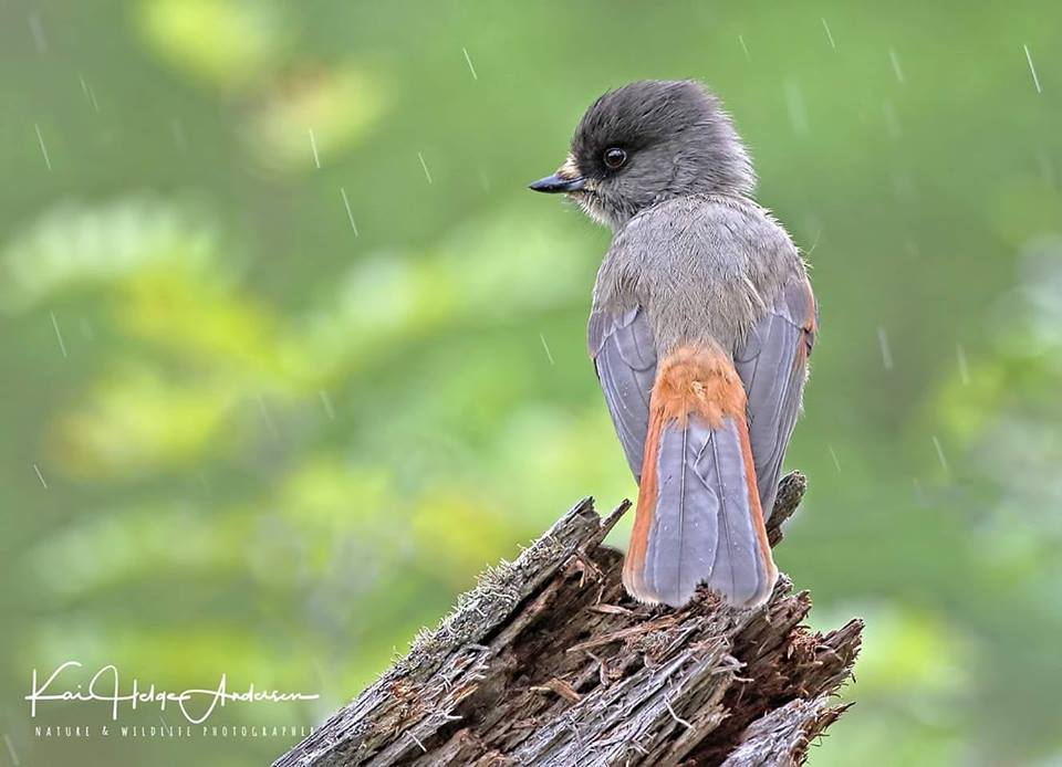 The Best 100 Photographs Of The February 2019 On World Photographic Forum FB Group