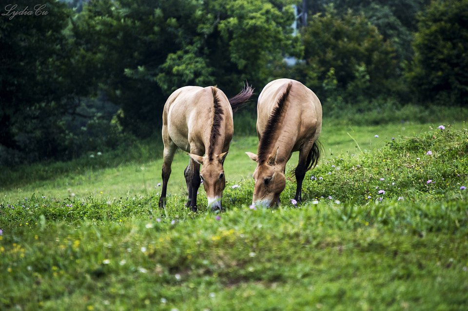 Seres irracionales, Razones animales