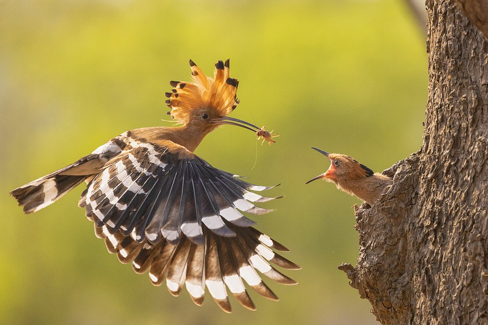 Hoopoe bird family