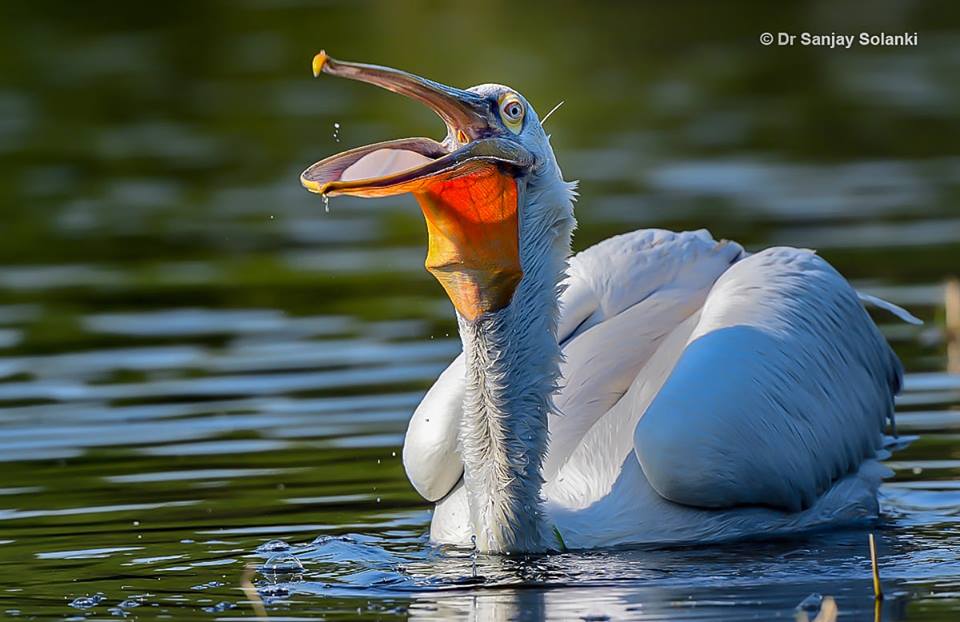 The Best 100 Photographs Of The February 2019 On World Photographic Forum FB Group