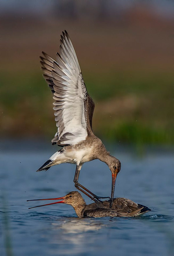 The Best 100 Photographs Of The February 2019 On World Photographic Forum FB Group