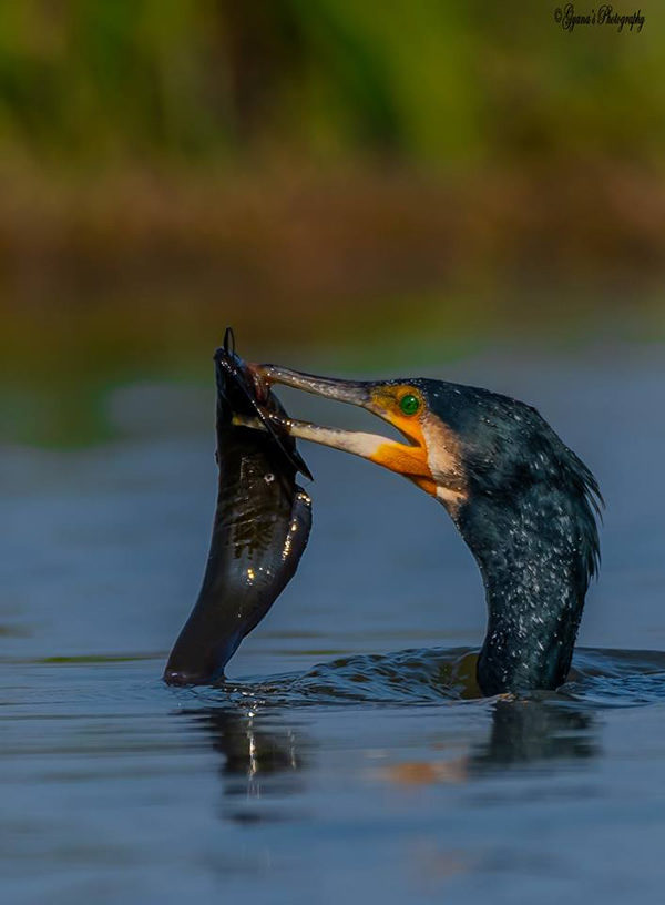 The Best 100 Photographs Of The February 2019 On World Photographic Forum FB Group