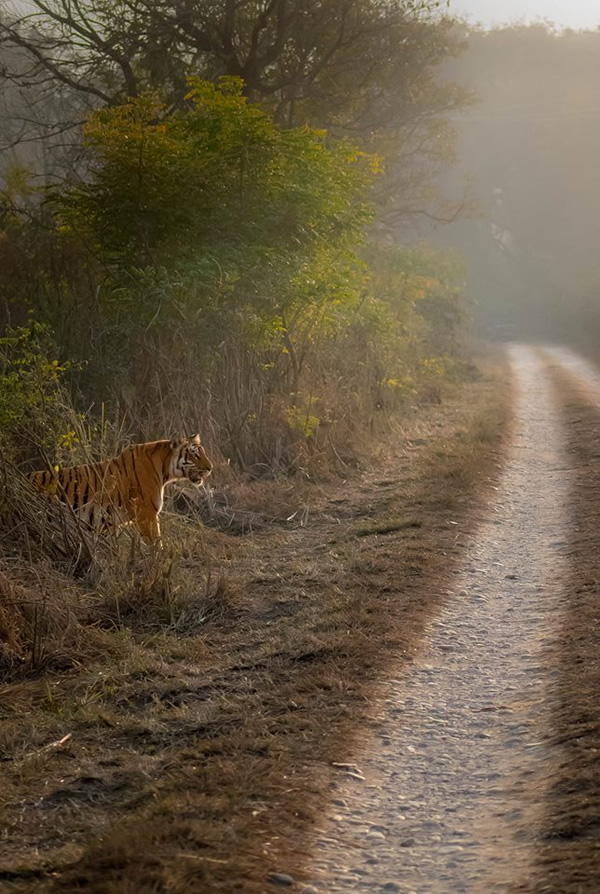 The Best 100 Photographs Of The February 2019 On World Photographic Forum FB Group