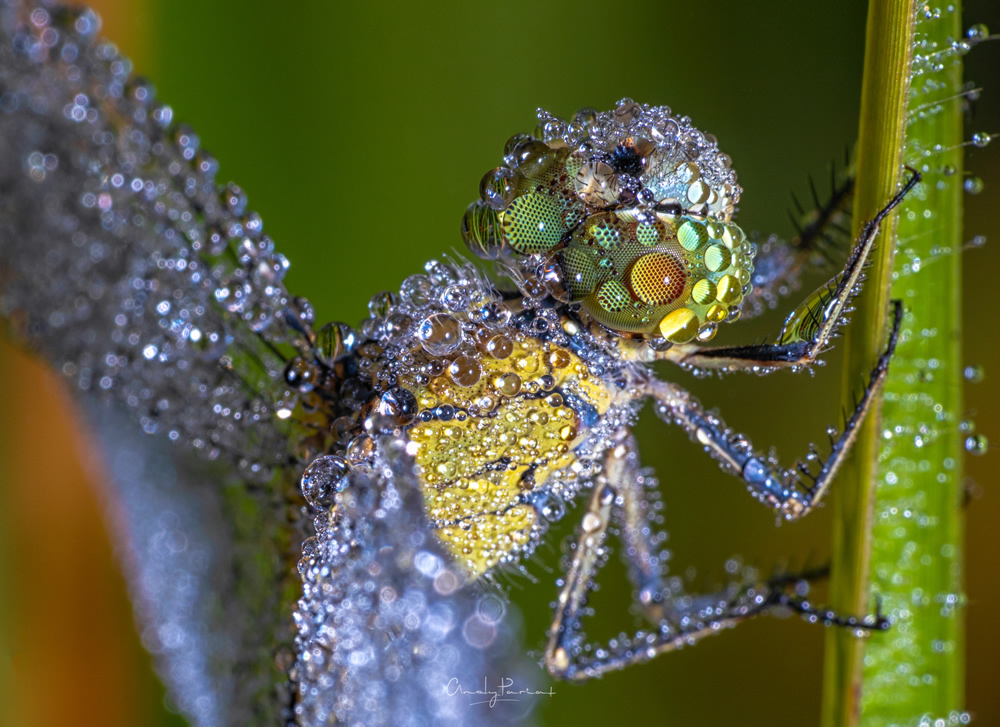 Nature Photographer Andy Pariat In Conversation With Raj Sarkar