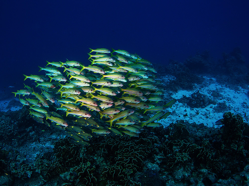 The Beautiful Beneath: The Magical World of Andaman Sea By Samya Sengupta