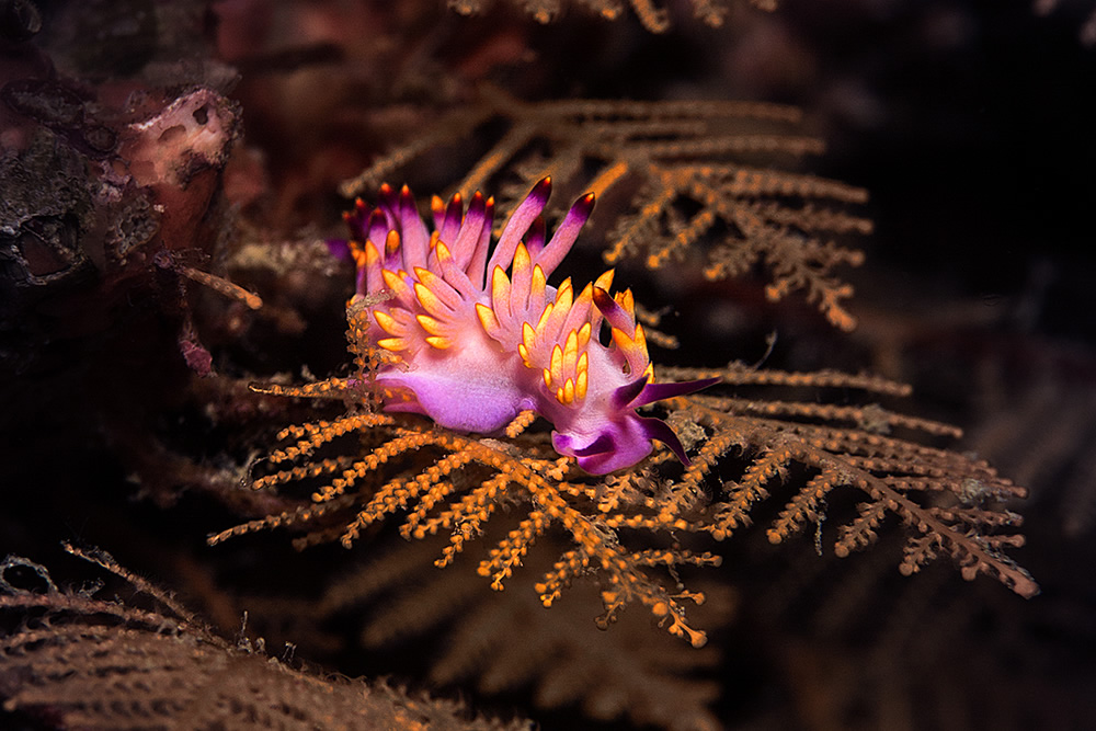 The Beautiful Beneath: The Magical World of Andaman Sea By Samya Sengupta